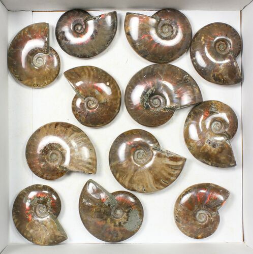 Lot: kg Iridescent, Red Flash Ammonites (-) - Pieces #82469